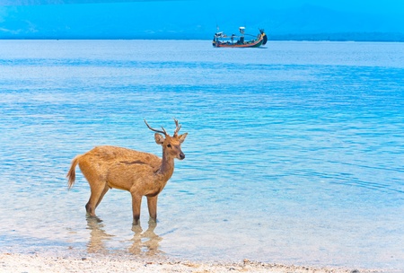 Deer in oceanの写真素材