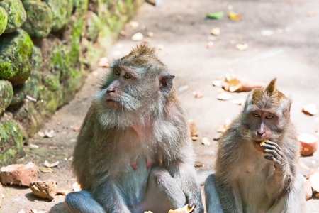 Long-tailed macaque champs