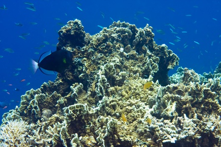 Underwater world.Fishes in corals. 