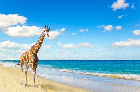 The giraffe runs on sand at seacoastの写真素材