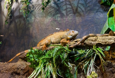 Big Iguana on a tree branchの写真素材