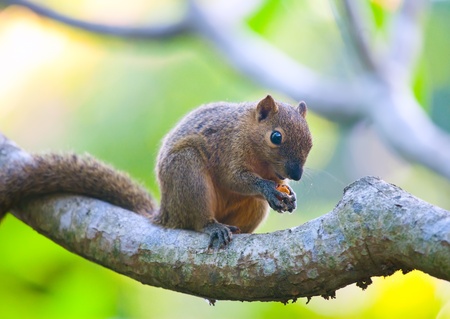 The tropical squirrel on a branch of a tree with a nutの写真素材
