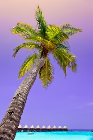 Palm tree on sky backgroundの写真素材