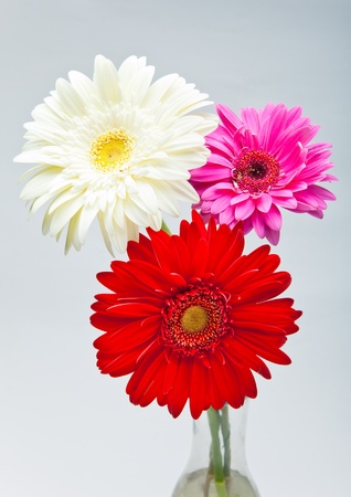 Three bright flowers. Gerberaの写真素材