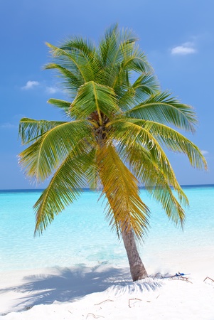 Palm tree on tropical island . Maldivesの写真素材