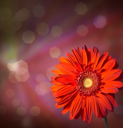 Flowers on  abstract backgroundの写真素材