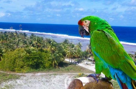 Bright parrot  against the sea の写真素材