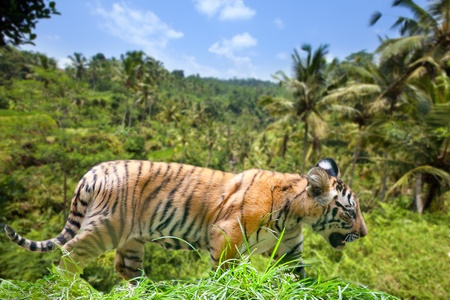 The tiger stolen on a track