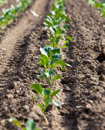 sprouts of cabbage, small depth of focusのeditorial素材