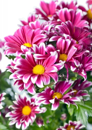 Flower of pink chrysanthemumの写真素材