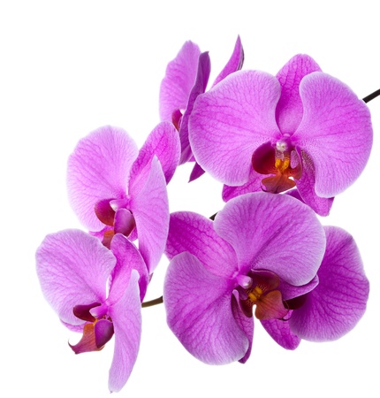 blooming orchid の写真素材