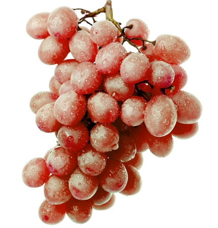 Cluster of grapes in water dropsの写真素材