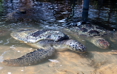 Giant tortoise の写真素材