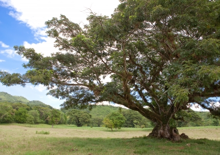 Jamaica. Tropical nature. の写真素材
