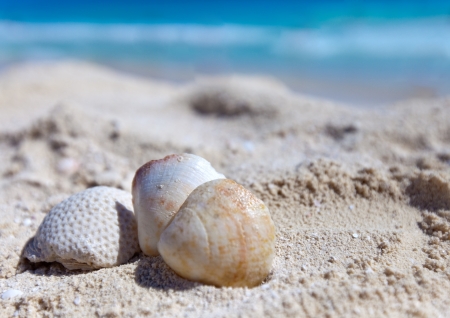 exotic sea shell の写真素材