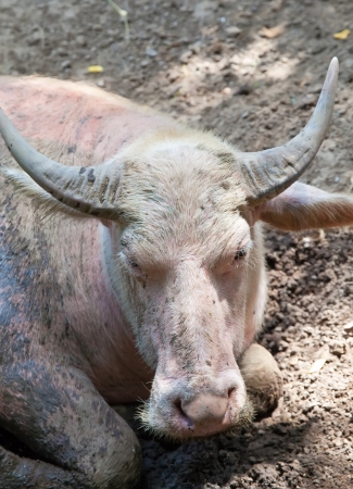 buffalos relaxing in puddleの写真素材