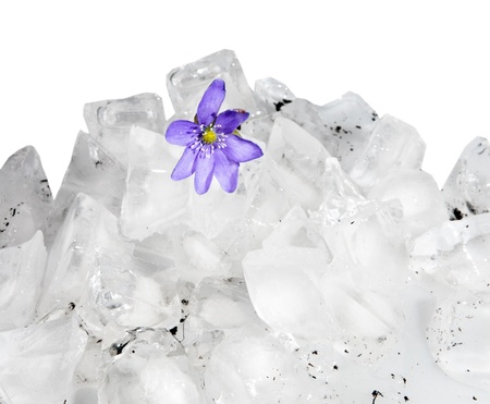 Snowdrop, growing from iceの写真素材