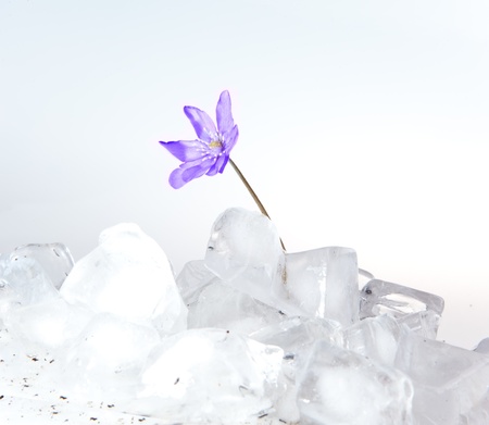Snowdrop, growing from ice