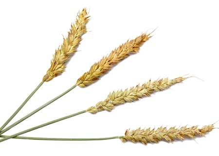 Wheatの写真素材