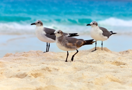 Seagull on sand  の写真素材