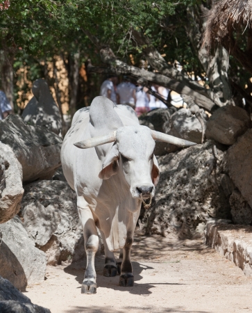 White bullの写真素材
