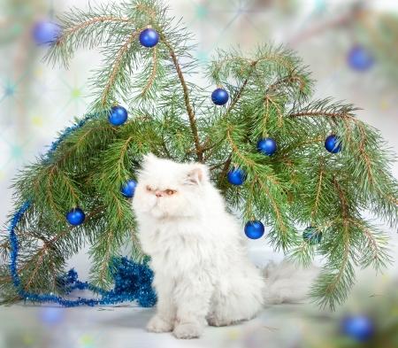 New Year's picture - a branch with New Year's balls and a  white cat

の写真素材