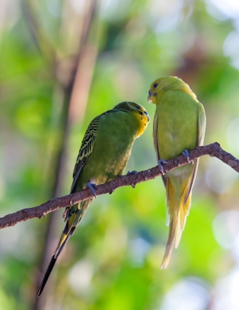 Budgerigars の写真素材