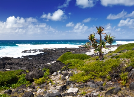 Mauritius. Tropical plants at the sea edgeの写真素材
