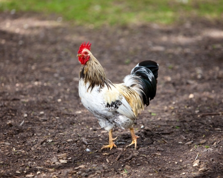 rooster on nature background