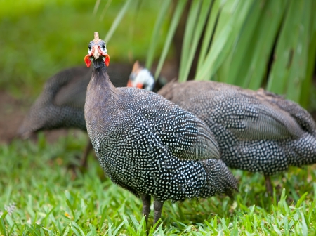Wild guinea hen on a green grassの写真素材
