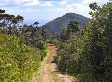 The road in the wood, Mauritiusの写真素材