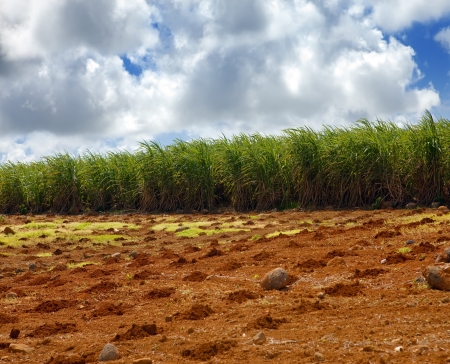 Sugar cane. Mauritius

の写真素材