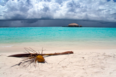 The branch of a coconut palm tree with a nut lies on sand by the seaのeditorial素材