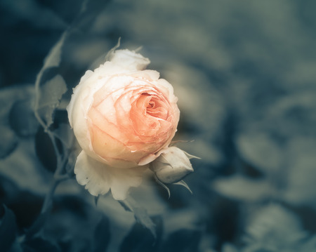 bud of a rose in water dropsの写真素材