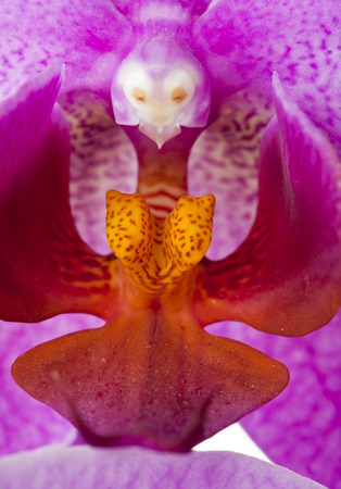orchid flower coreの写真素材
