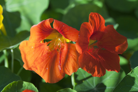Nasturtium flowers orangeの写真素材