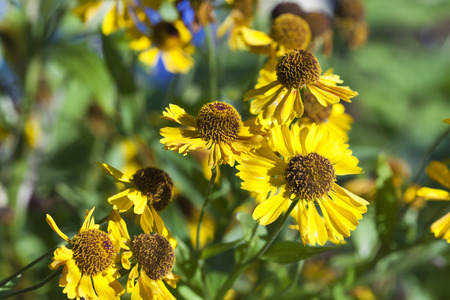 flowering gaillardia flowersの写真素材
