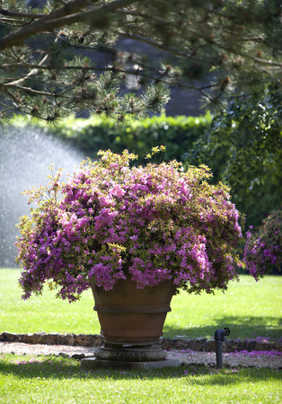 Bed with pink flowers under water streamsの写真素材