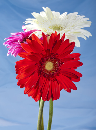 Three bright flowers. Gerbera.の写真素材