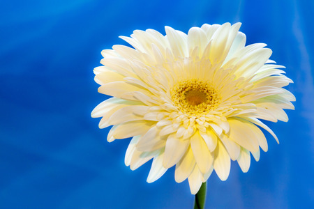 Gerbera Flowerの写真素材