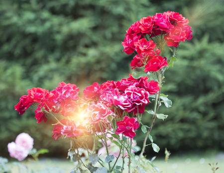 Garden roseの写真素材