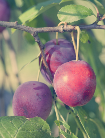branches of a plum tree with ripe fruits, toningの写真素材
