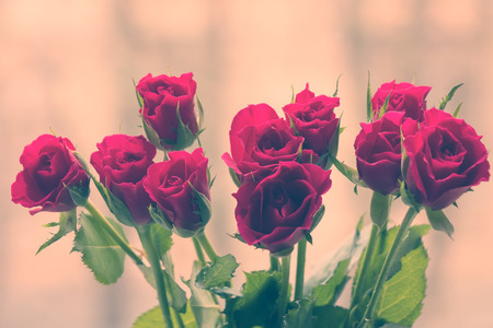 crimson rose flowers, toningの写真素材