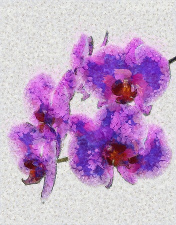 Branch of blooming orchid の写真素材