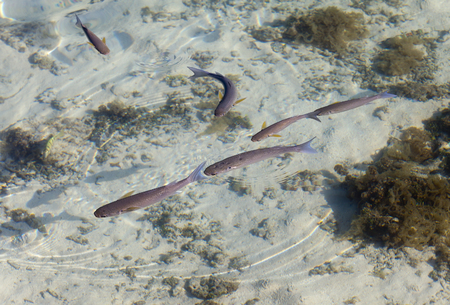 pack of fishes. A look through waterの写真素材