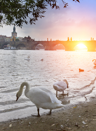 Prague. Swans on the Vltava River and Charles Bridge  on a backgroundの写真素材