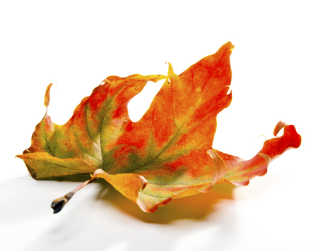 bright maple leafの写真素材