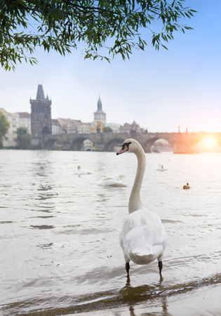 Prague. Swans on the Vltava River and Charles Bridge  on a backgroundの写真素材