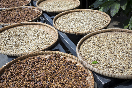 A row of the plates with raw beans of luwak coffee on the wooden table dries. Kopi luwak or civet coffee is one of the world's most expensive and low-production varieties of coffeeの写真素材