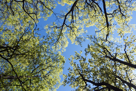 branches of trees with first leaves against the background of the blue sky

の写真素材